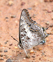 Charaxes achaemenes