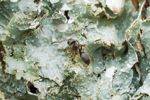 Woodland Fuzzy Ant photo 5