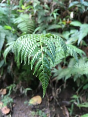 Dryopteridaceae