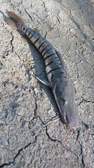 Pseudoplatystoma orinocoense