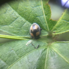 Epilachna colombiana
