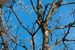 Dendrocopos major