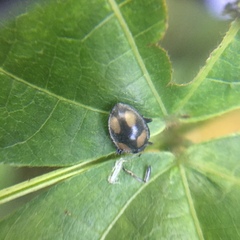 Epilachna colombiana