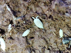 Platyarthrus codinai