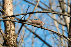 Garrulus glandarius