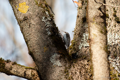 Certhia familiaris