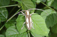 Prosopocera paykulli