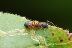 Dolichoderus plagiatus
