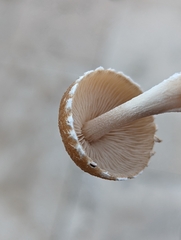 Macrolepiota mastoidea