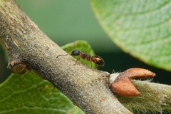 Dolichoderus plagiatus