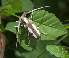 Prosopocera paykulli