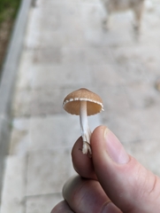Macrolepiota mastoidea