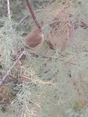 Phylloscopus collybita
