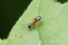 Dolichoderus plagiatus