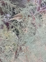 Phylloscopus collybita