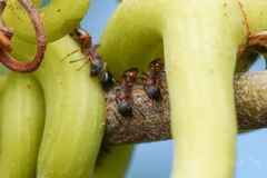 Dolichoderus plagiatus