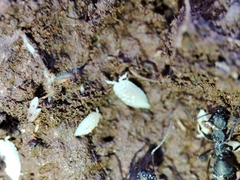 Platyarthrus codinai