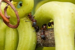 Dolichoderus plagiatus