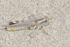 Melanoplus flavidus