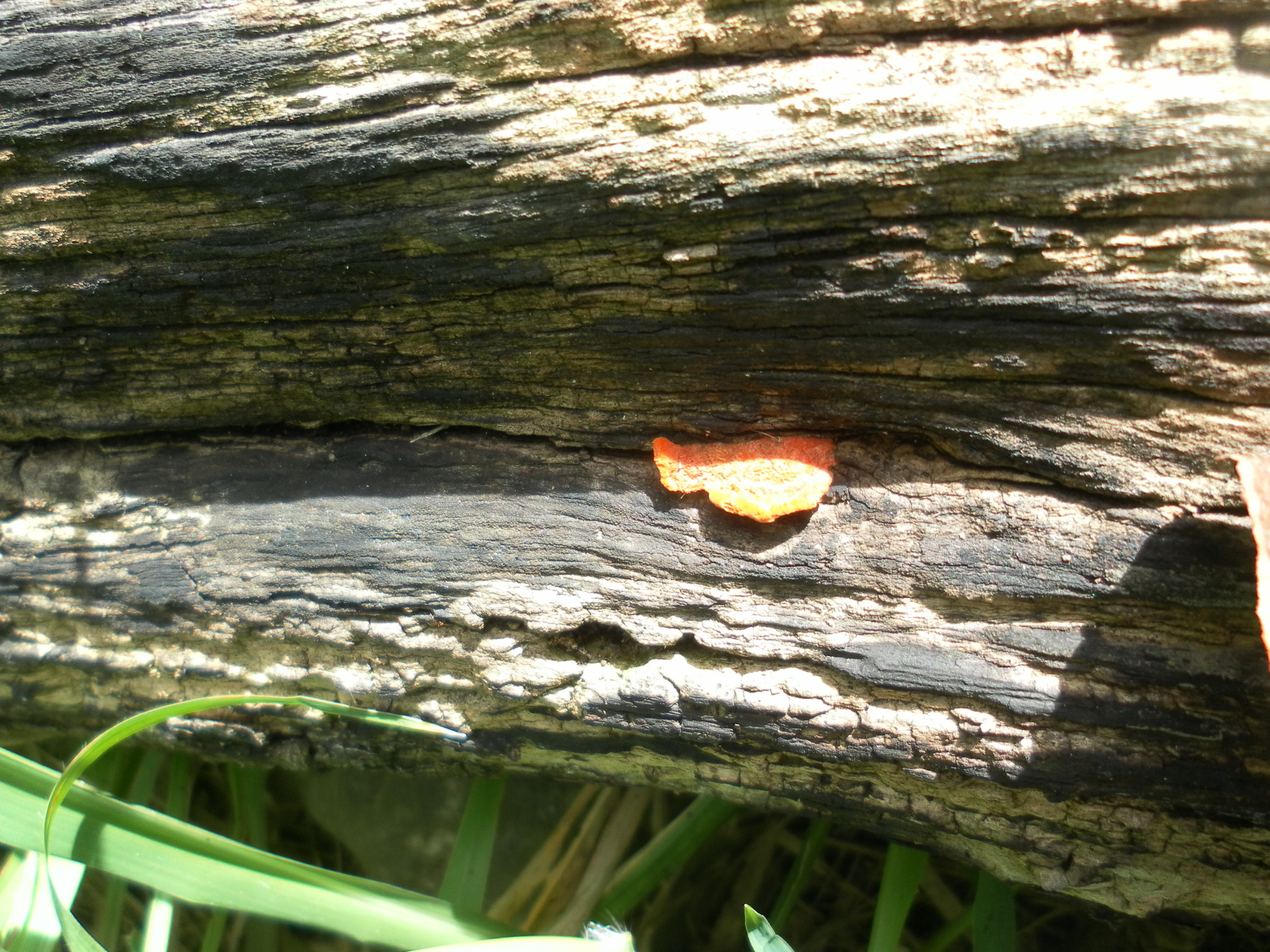 Polyporaceae image