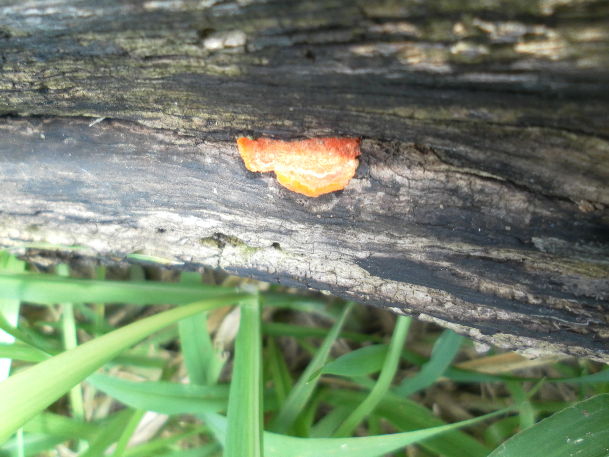 Polyporaceae image