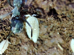 Platyarthrus codinai