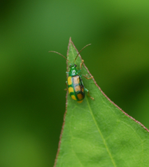 Diabrotica sexmaculata