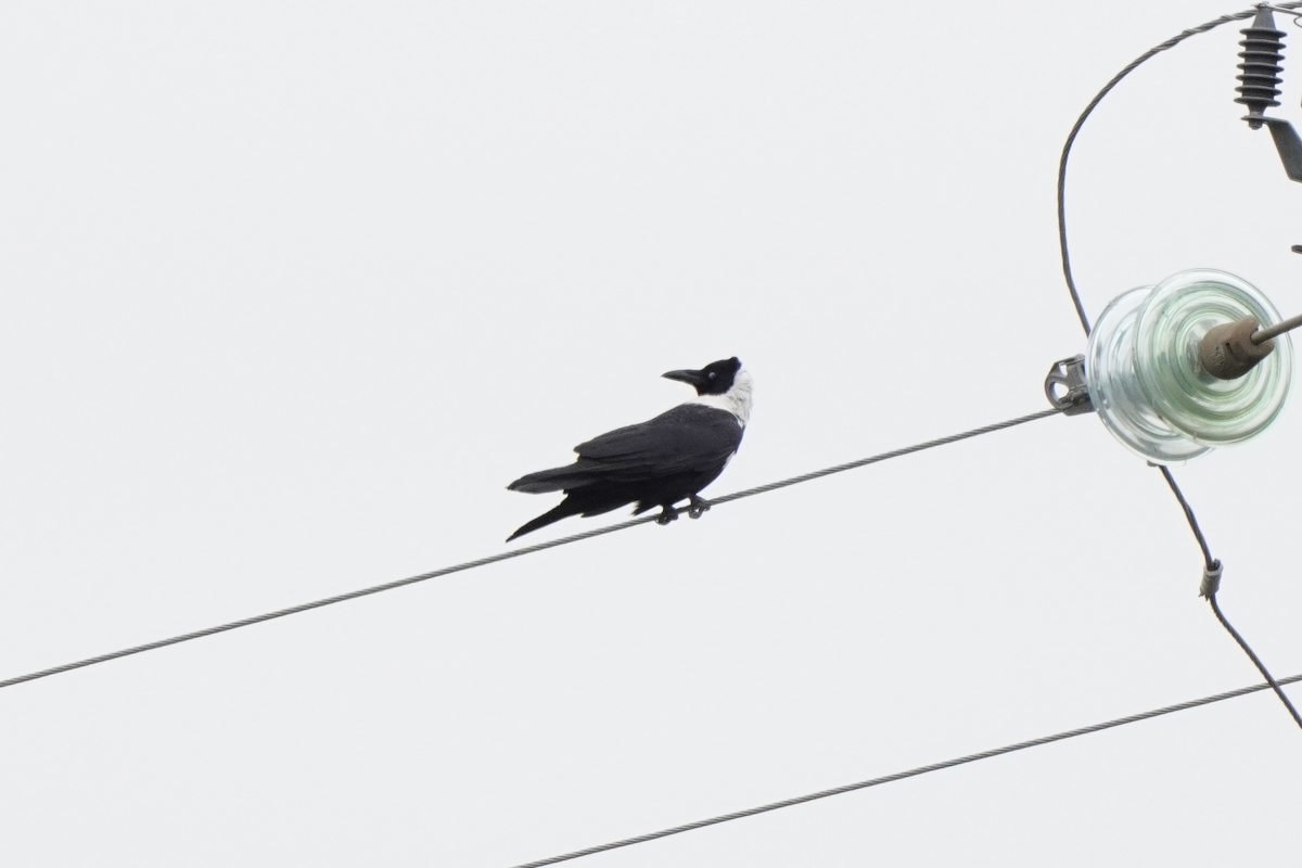 Collared Crow illustration