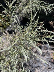 Seriphium passerinoides