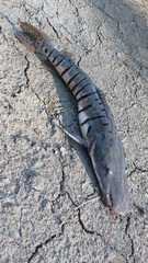 Pseudoplatystoma orinocoense