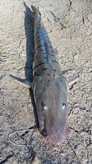 Pseudoplatystoma orinocoense