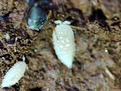 Platyarthrus codinai