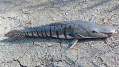 Pseudoplatystoma orinocoense