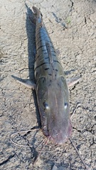 Pseudoplatystoma orinocoense