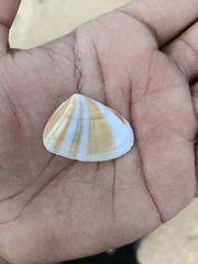 Donacidae