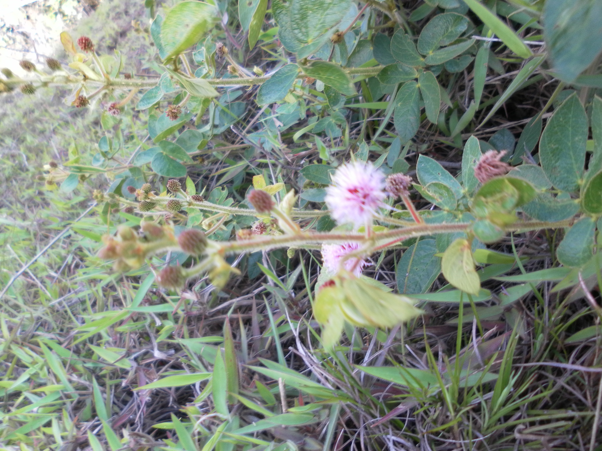 Mimosa image