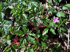 Geranium purpureum