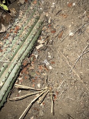 Heteropoda venatoria