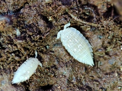 Platyarthrus codinai