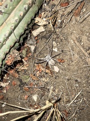 Heteropoda venatoria