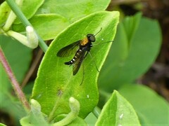 Chrysopilus thoracicus