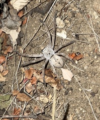 Heteropoda venatoria