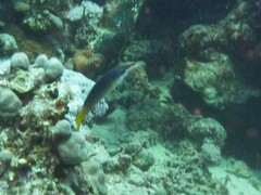 Gomphosus klunzingeri