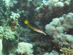 Gomphosus klunzingeri