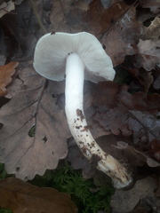 Tricholoma columbetta