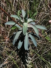 Euphorbia nicaeensis