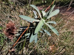 Euphorbia nicaeensis