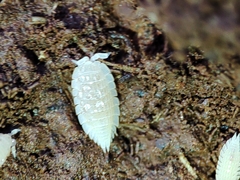 Platyarthrus codinai