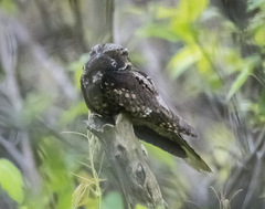Antrostomus vociferus