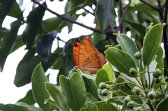 Charaxes marmax